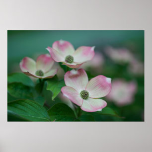 Flowers   Dogwood Blossoms Poster