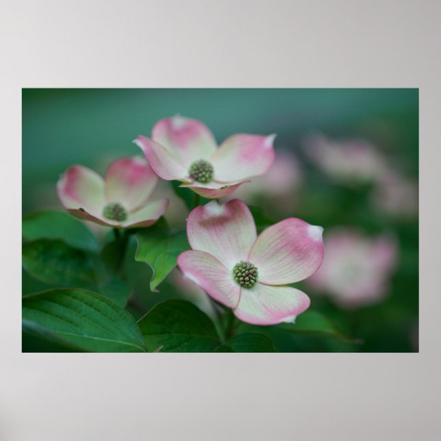 Flowers | Dogwood Blossoms Poster (Front)