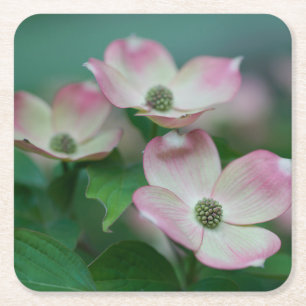 Flowers Dogwood Blossoms Square Paper Coaster