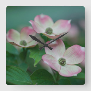 Flowers   Dogwood Blossoms Square Wall Clock