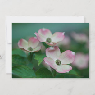 Flowers Dogwood Blossoms Thank You Card