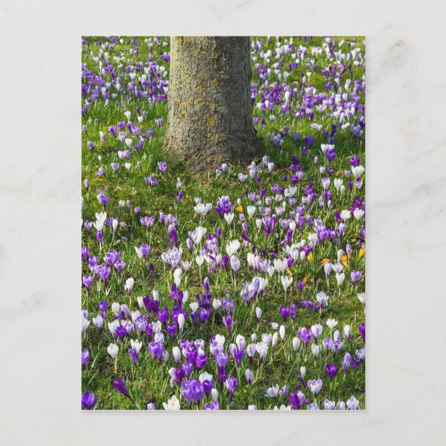 Flowers field crocuses in spring grass with tree postcard (Front)