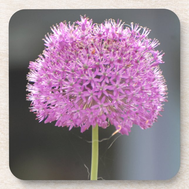 Flowers for All Coaster (Front)