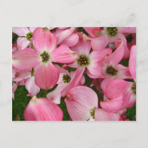 Flowers from Dogwood Postcard