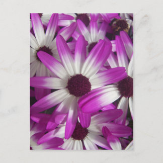 Flowers Galore Postcard