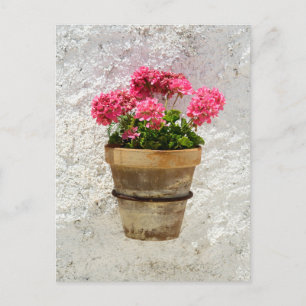 Flowers   Geranium In Flower in Pot Postcard