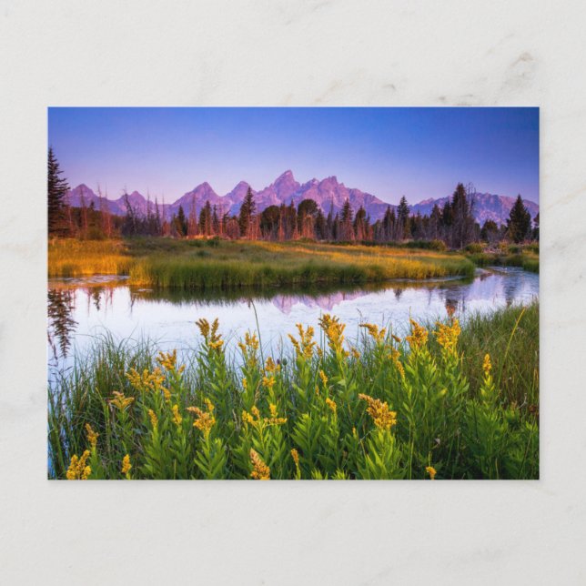 Flowers | Grand Teton National Park, Wyoming Postcard (Front)