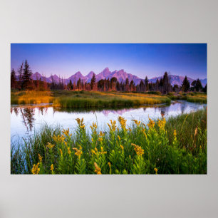 Flowers   Grand Teton National Park, Wyoming Poster