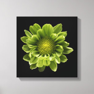 Flowers Green Chrysanthemum Canvas Print