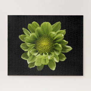 Flowers   Green Chrysanthemum Jigsaw Puzzle