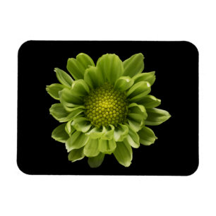 Flowers   Green Chrysanthemum Magnet