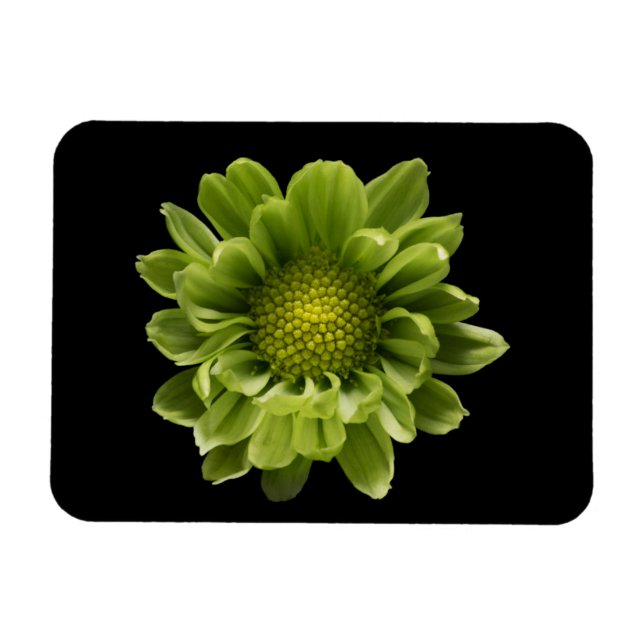 Flowers | Green Chrysanthemum Magnet (Horizontal)
