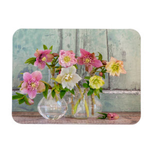 Flowers Hellebores in Vases Magnet