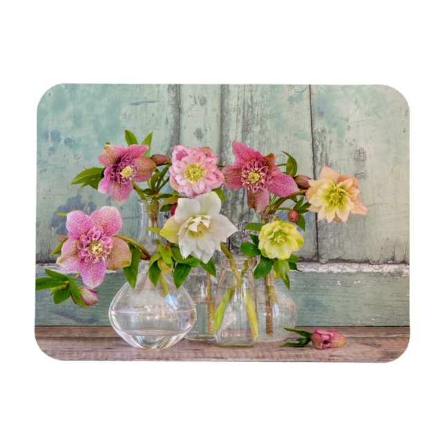 Flowers | Hellebores in Vases Magnet (Horizontal)