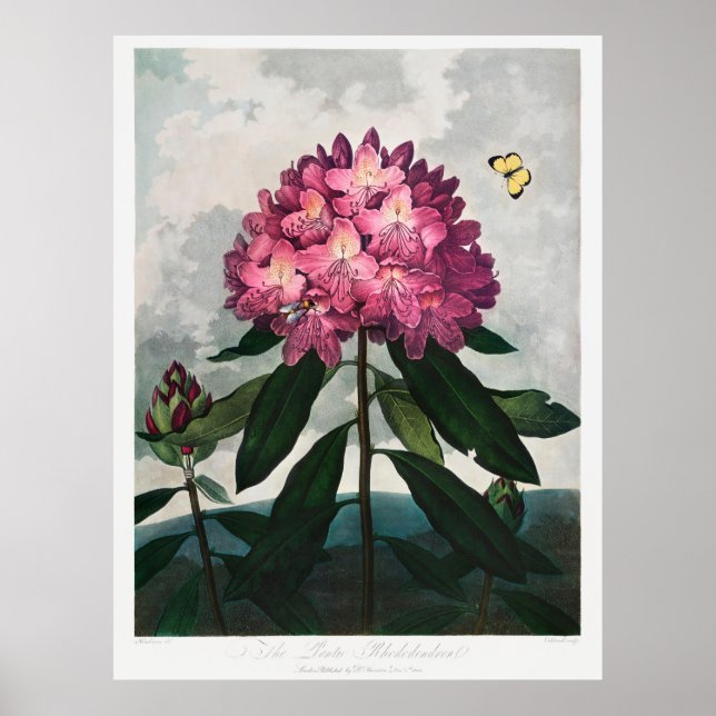 Flowers Illustration 2 Poster (Front)