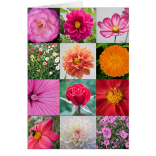 Flowers in full bloom