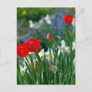 Flowers in May Postcard