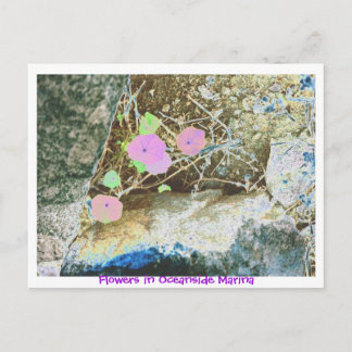 Flowers in Oceanside Marina Postcard