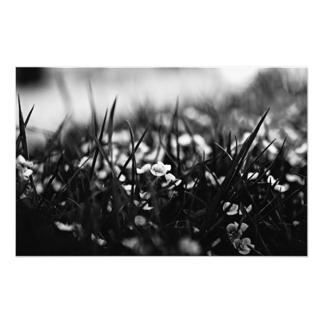 Flowers in the field in spring photo print (Front)