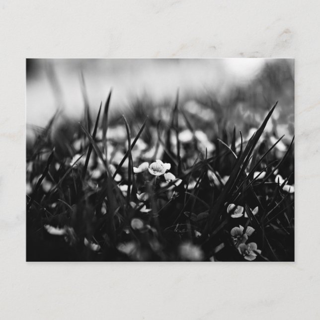 Flowers in the field in spring postcard (Front)