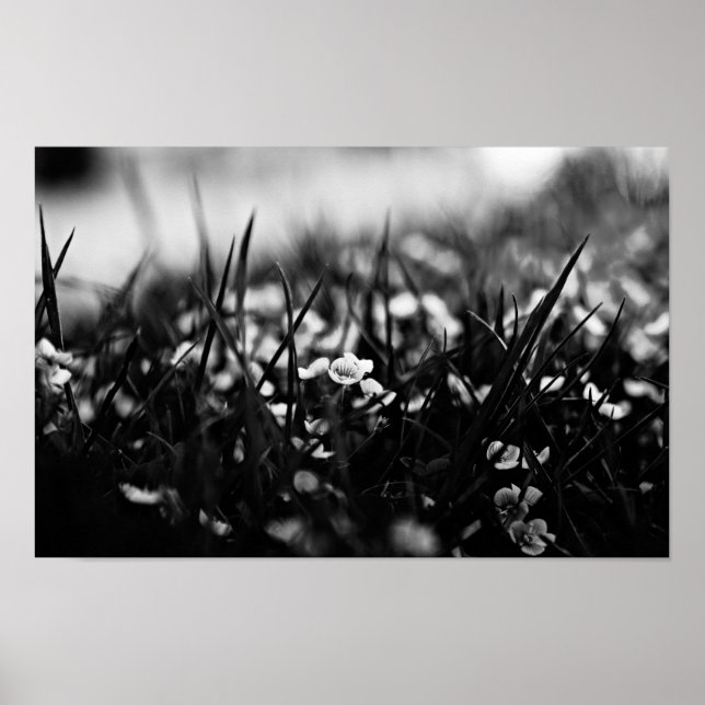 Flowers in the field in spring poster (Front)