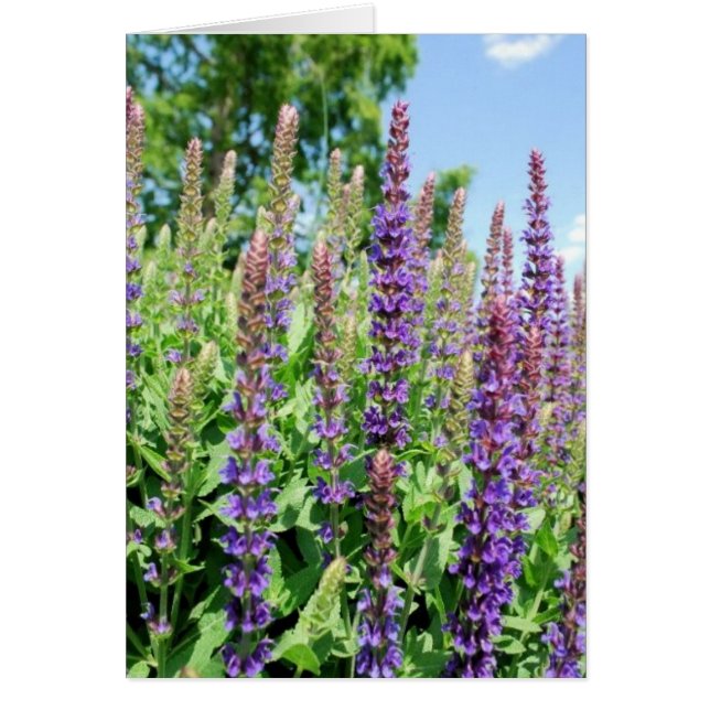 Flowers in the Sky (Front)