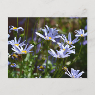 Flowers in the sunshine postcard
