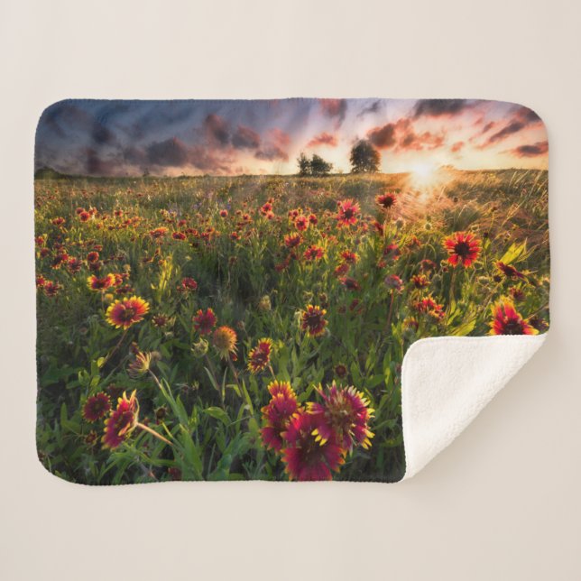 Flowers | Indian Blanket Wildflower Texas (Front (Horizontal))