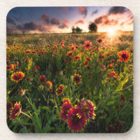 Flowers | Indian Blanket Wildflower Texas