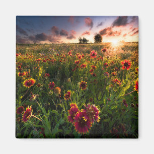 Flowers   Indian Blanket Wildflower Texas Magnet