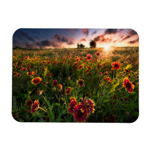 Flowers   Indian Blanket Wildflower Texas Magnet
