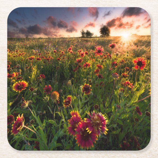 Flowers | Indian Blanket Wildflower Texas Square Paper Coaster (Front)