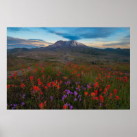 Flowers | Indian Paintbrush & Penstemon