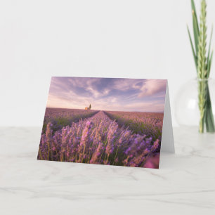 Flowers   Lavender Southern France Card