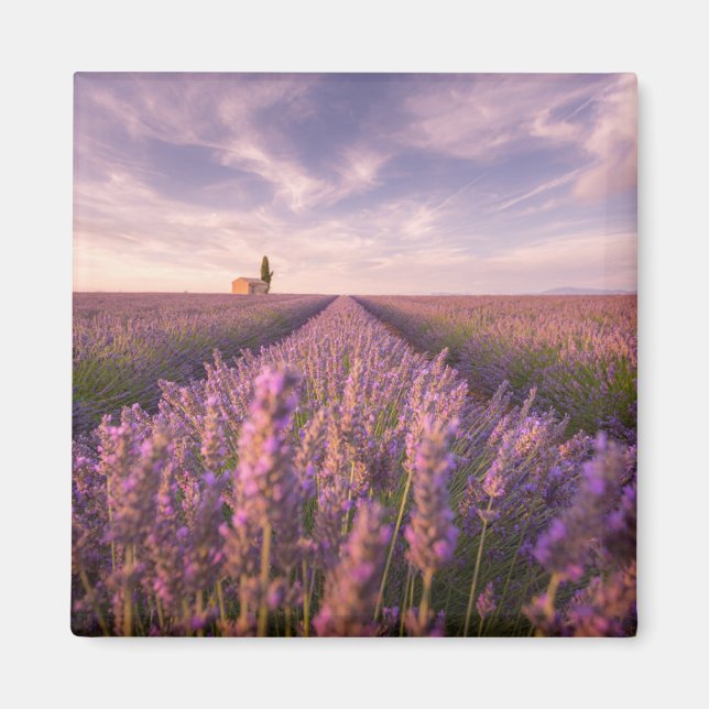 Flowers | Lavender Southern France Magnet (Front)