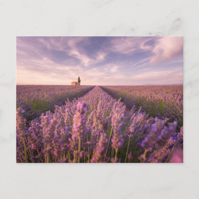 Flowers | Lavender Southern France Postcard (Front)