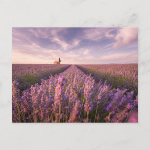 Flowers   Lavender Southern France Postcard