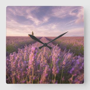 Flowers   Lavender Southern France Square Wall Clock