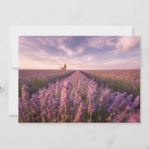 Flowers   Lavender Southern France Thank You Card