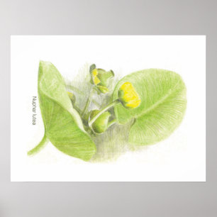 Flowers lilies poster