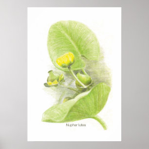 Flowers lilies poster