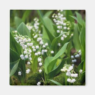 Flowers   Lily of the Valley Sweden Magnet