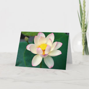 Flowers   Lotus Water Flower Card