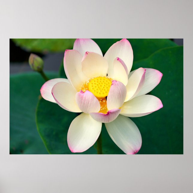 Flowers | Lotus Water Flower Poster (Front)