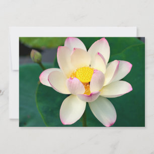 Flowers   Lotus Water Flower Thank You Card