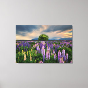 Flowers   Lupine Field in New Zealand Canvas Print