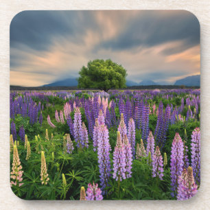 Flowers   Lupine Field in New Zealand Coaster