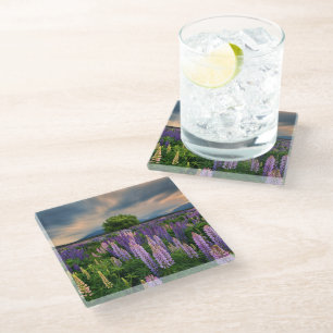 Flowers   Lupine Field in New Zealand Glass Coaster