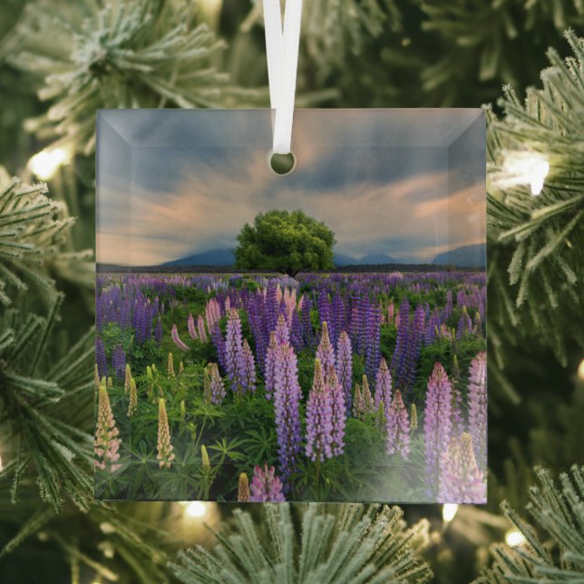Flowers | Lupine Field in New Zealand Glass Tree Decoration (Insitu)