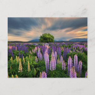 Flowers Lupine Field in New Zealand Postcard